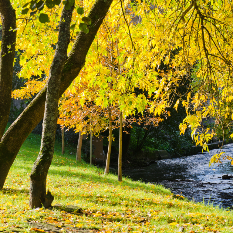 Ash trees by a creek